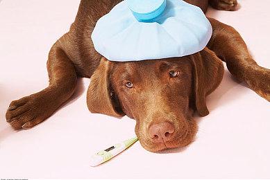 《咕咕披萨》登陆Steam 鸽子的披萨快送冒险